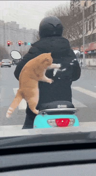 这只橘猫把小哥的羽绒服直接挠“炸”了！🐱😱等红灯的功夫，这