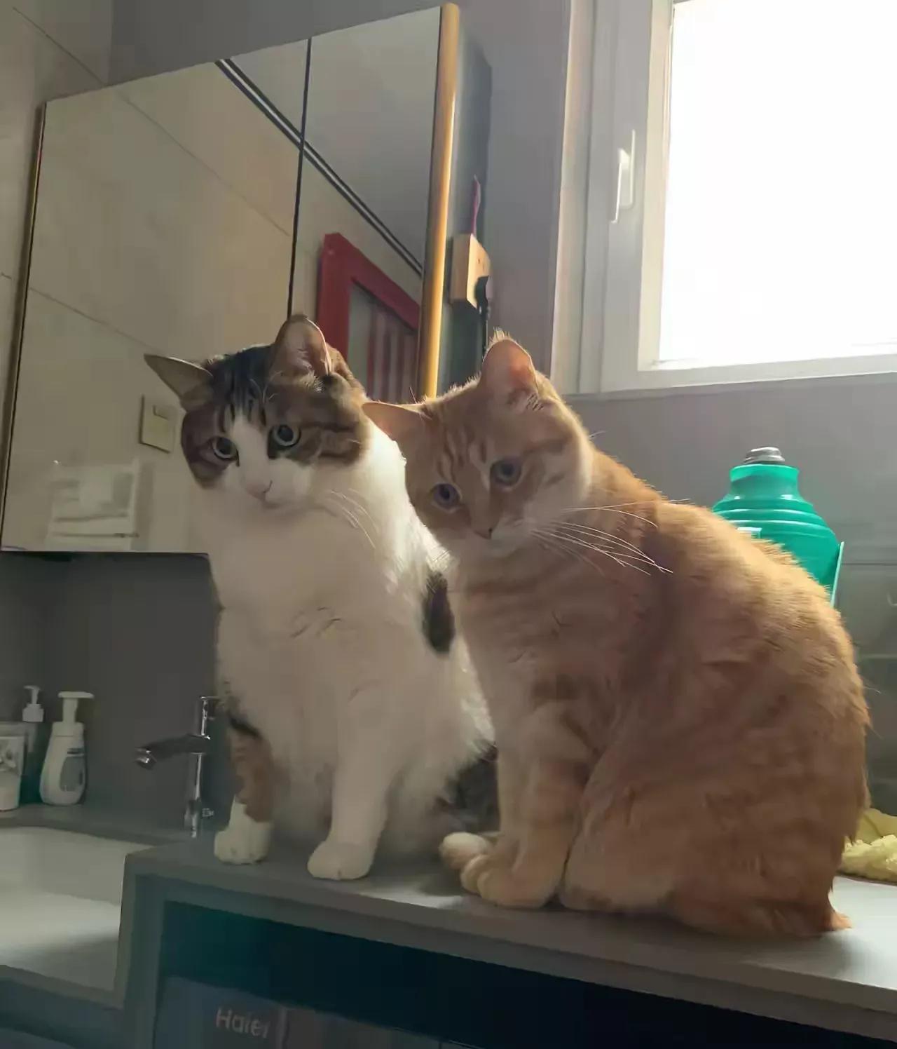 我妈养了两只总跳灶台饭桌的猫，劝她注意卫生反倒被说得哑口无言了。但是后来我在加班