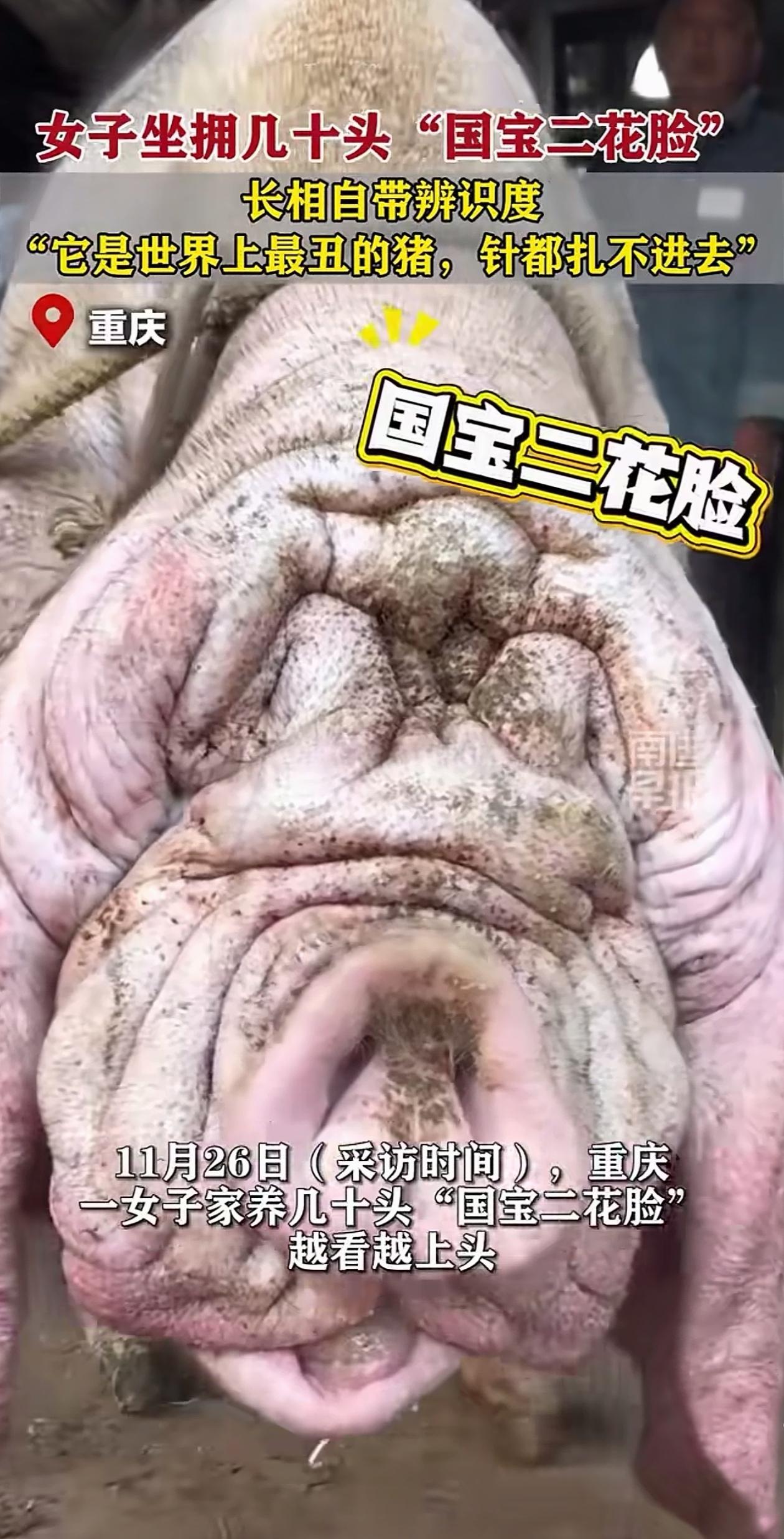 长见识了！重庆，女子家里养了十几头猪，每头猪都奇丑无比，可女子却说自己养的是“猪