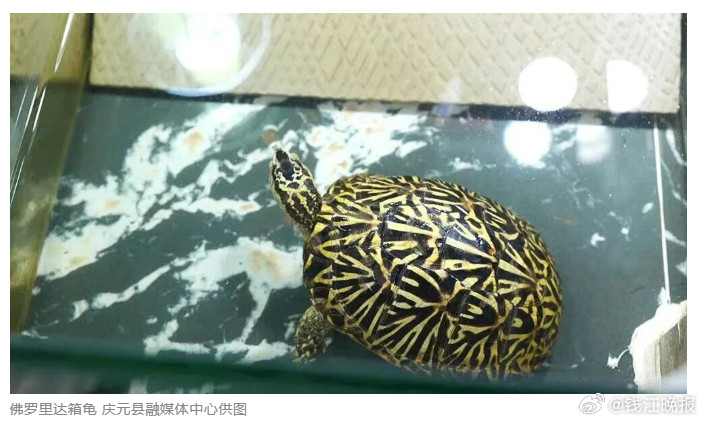 【#男子养宠物龟年销超百万#】浙江庆元有位新农人叫吴伟，他从个人爱好起步，六年