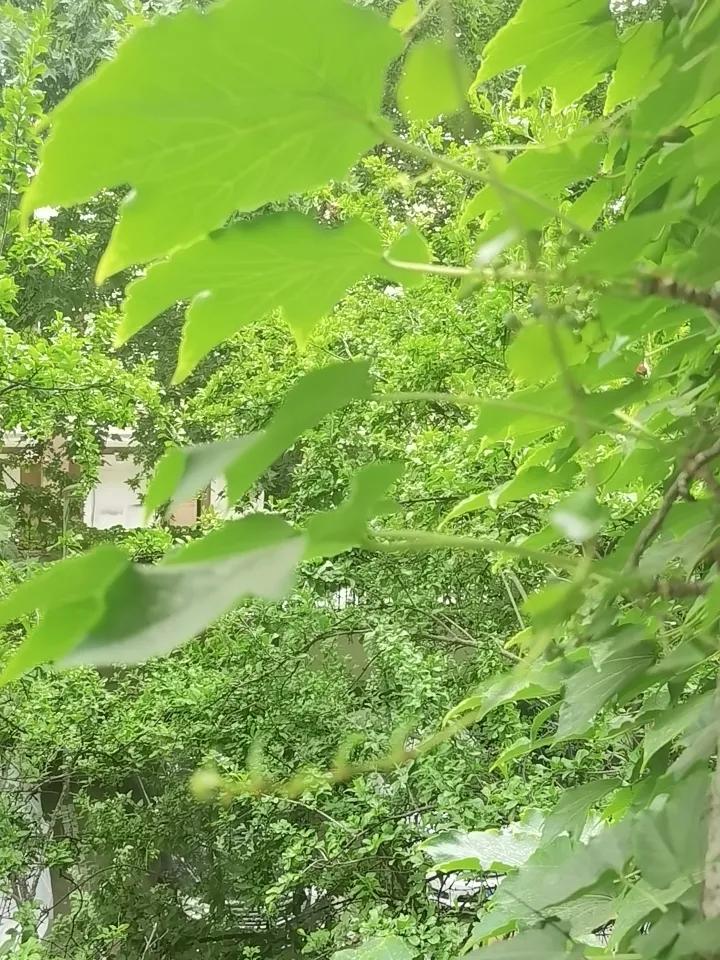 一片叶子，两片叶子，三片叶子。我要看着她，变红，慢慢的变黄，慢慢的变枯，