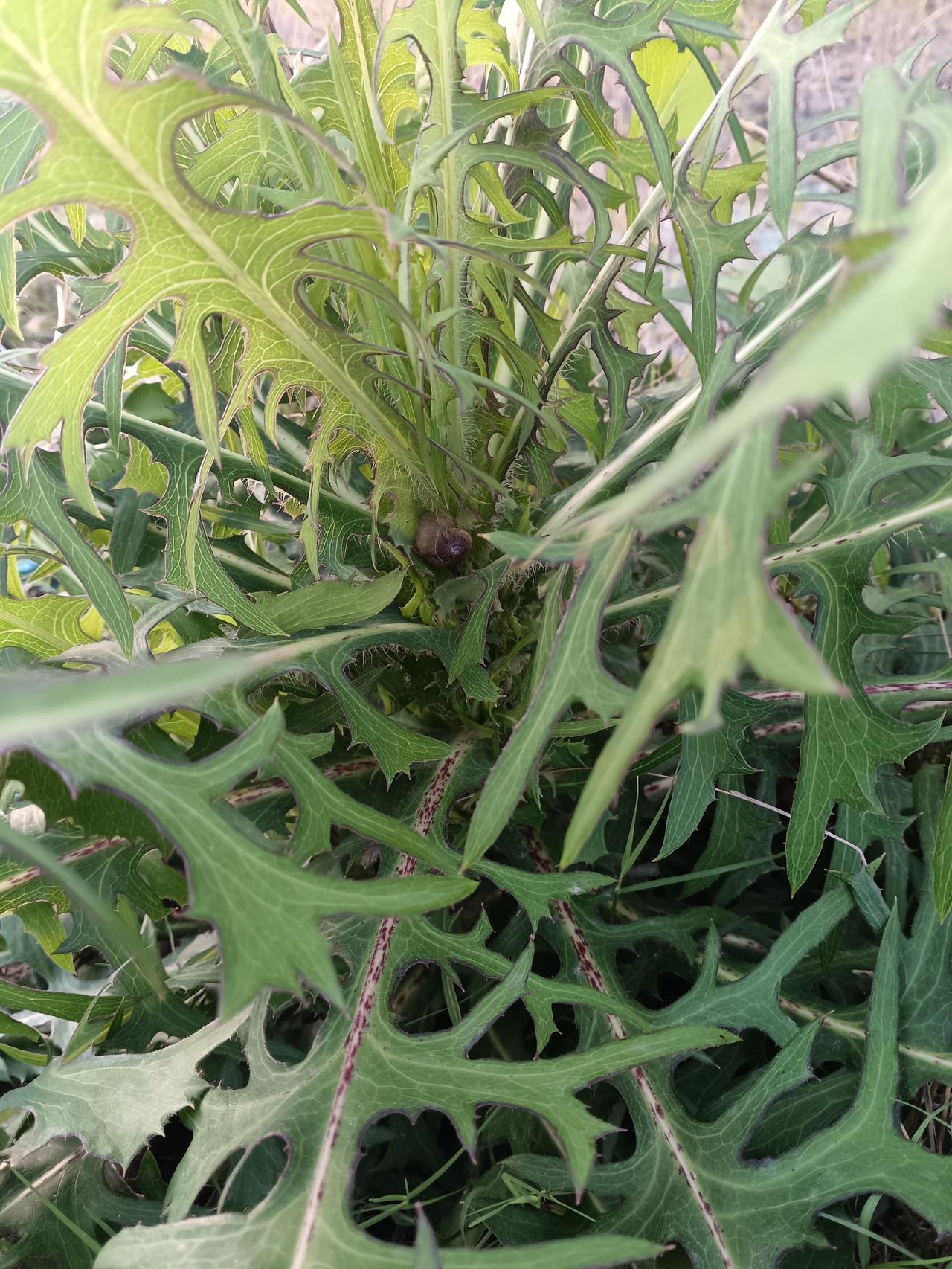 翅果菊舒展绿叶，边缘锯齿如刀裁，茎秆挺拔藏野趣。