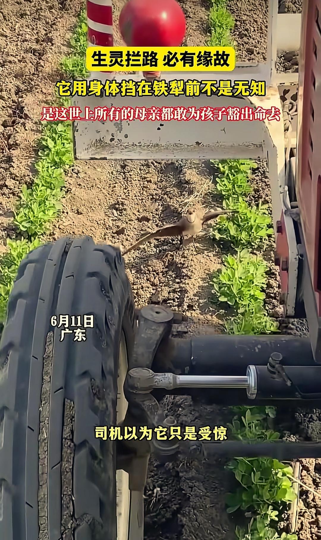 “生灵拦路，便有缘故！”广东，一男子开农机车在地里干活，突然发现一只小鸟拦在了前