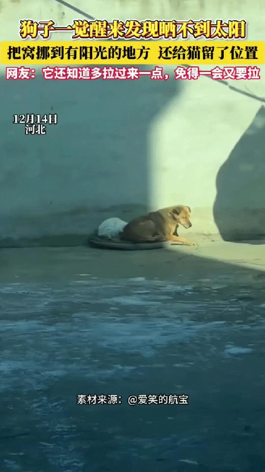 “太有灵性了！”12月16日报道河北，一只狗子和猫咪晒太阳睡着了，一觉醒来发现太