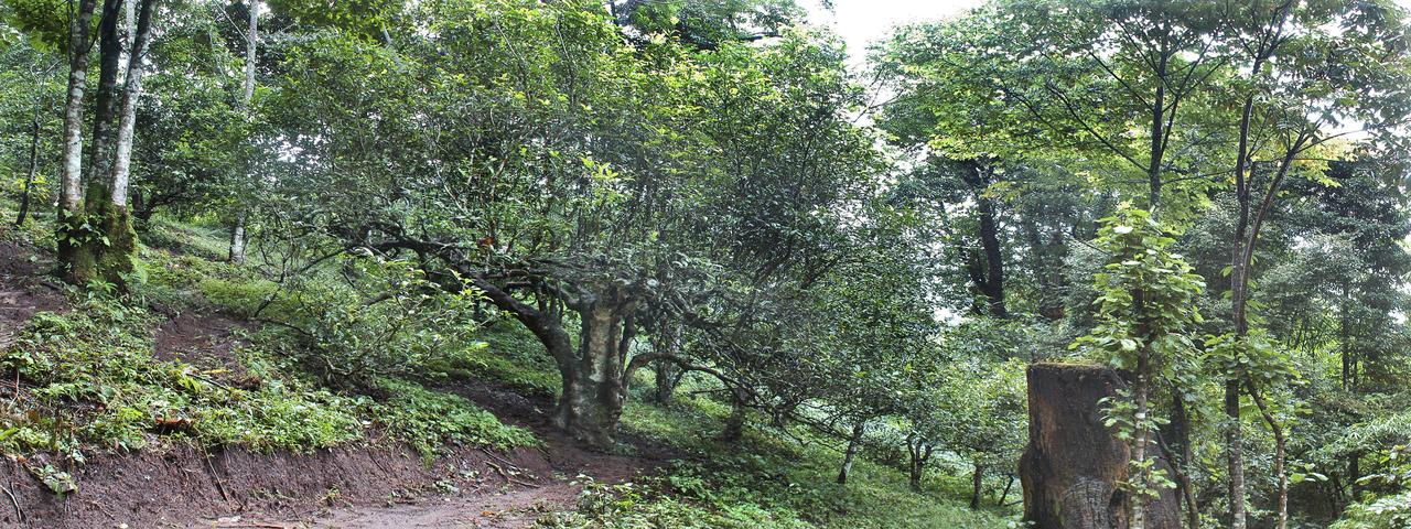 南糯古寨藏茶宗，千年栽培第一树——南糯山古茶树王漫记纵观华夏茶史，若论人工栽培
