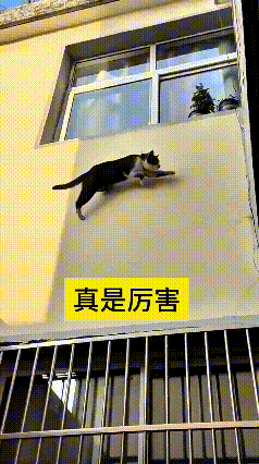 刷完这个视频，我算是又长见识了，对猫咪的本事又多了几分佩服。两层楼之间距离老远