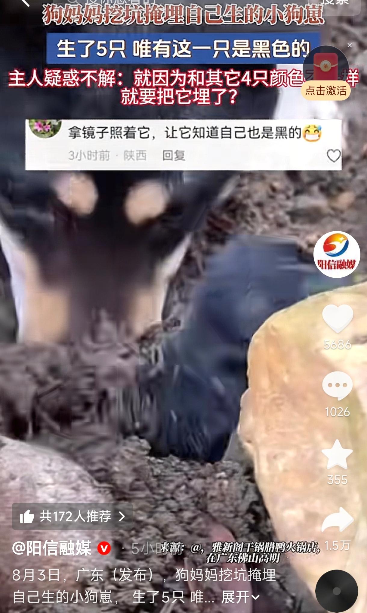 广东，一女子家的母狗前不久生了一窝小狗，总共五只，其中有四只是常见的土黄色，唯独