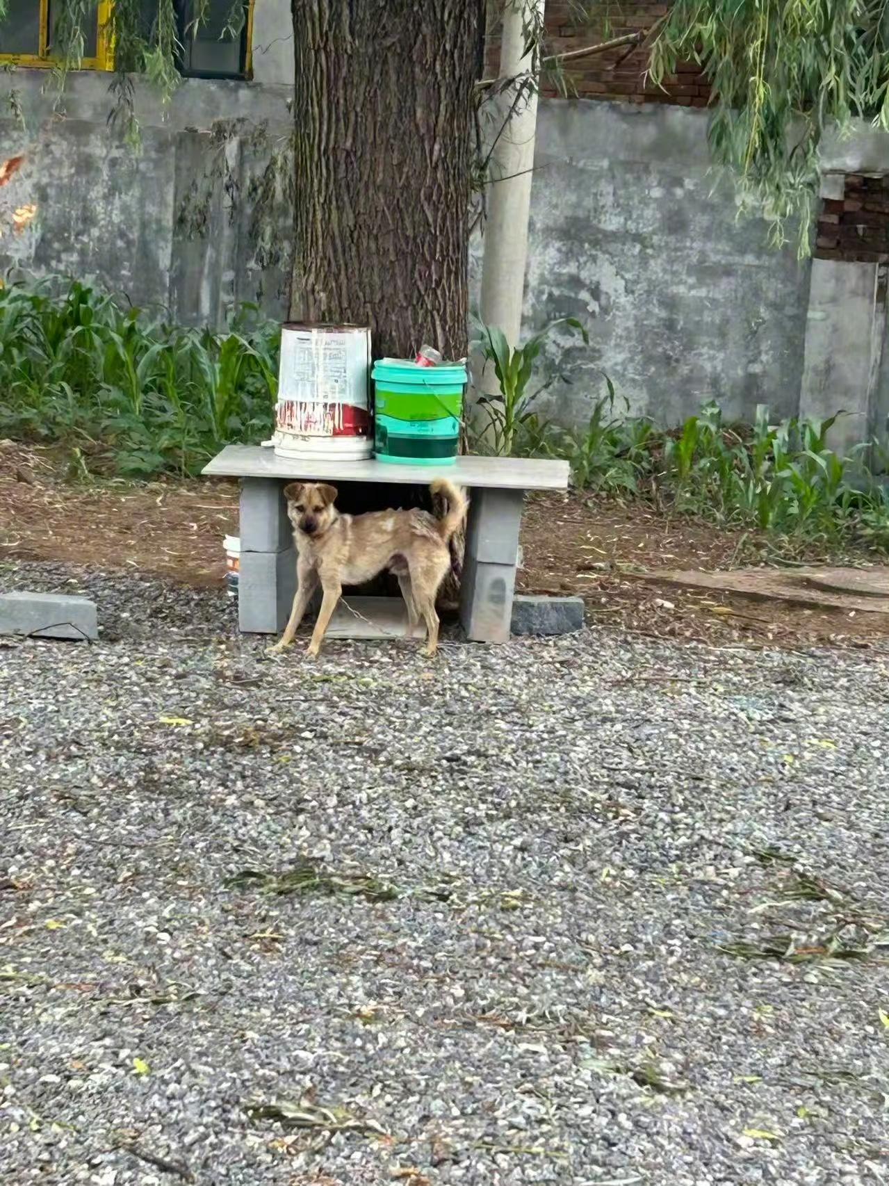 为什么大家对山西“狗咬人”事件，大部分网友都支持被告是正当防卫呢！因为狗没拴，