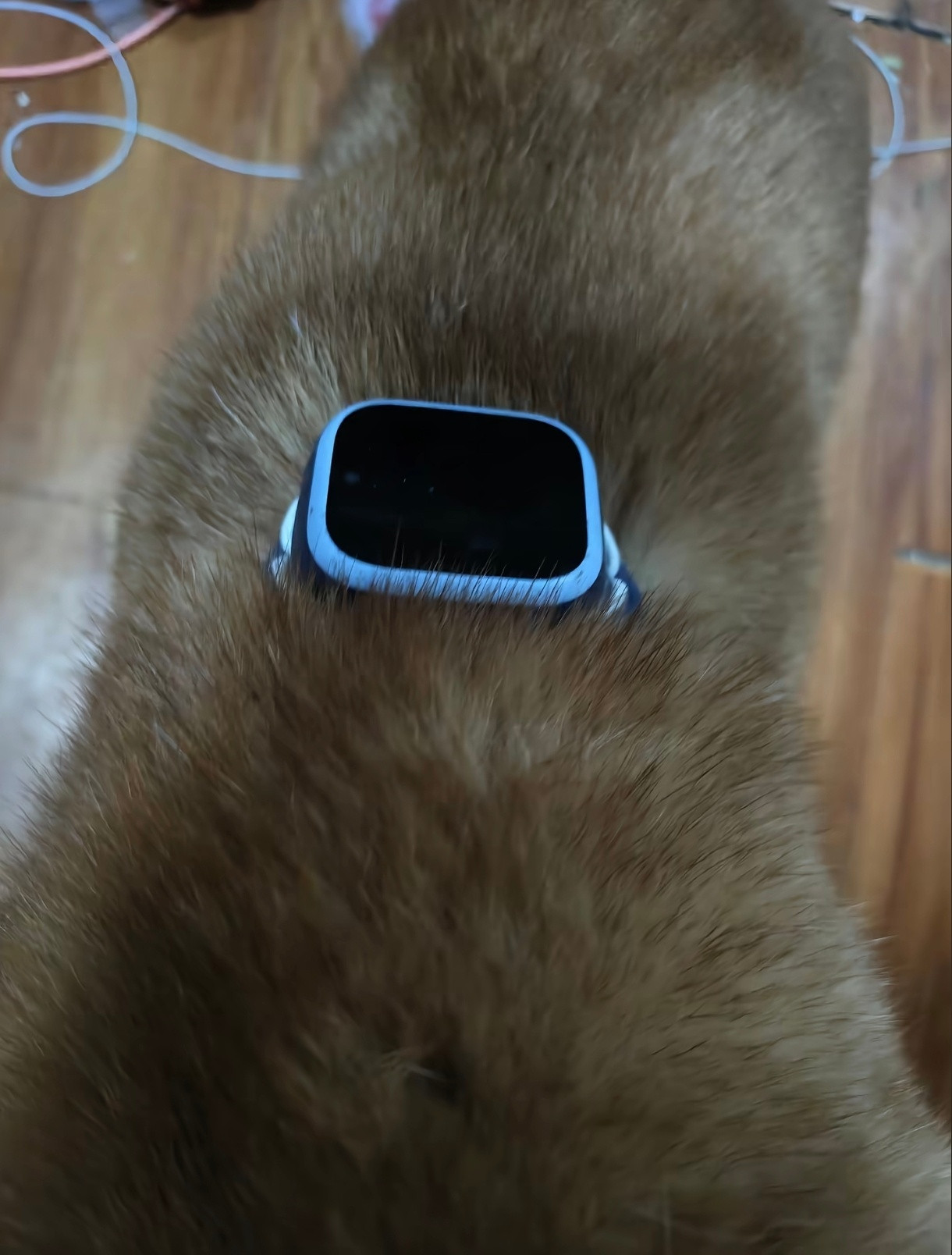 坏了，小米米兔儿童手表4C，要被养狗佬炒涨价了，低成本diy定位器被玩得明明白白