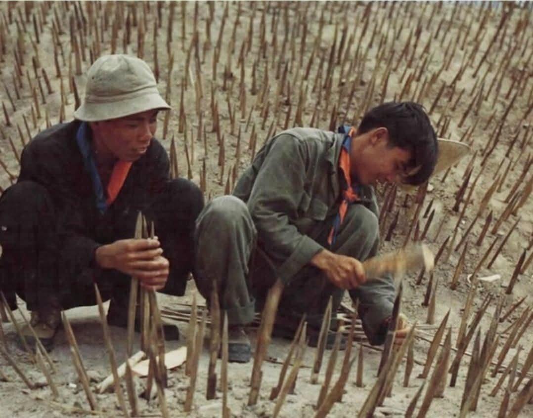 一张20世纪60年代的照片，照片中越南军队正在将竹子削尖制成尖刺陷阱，这