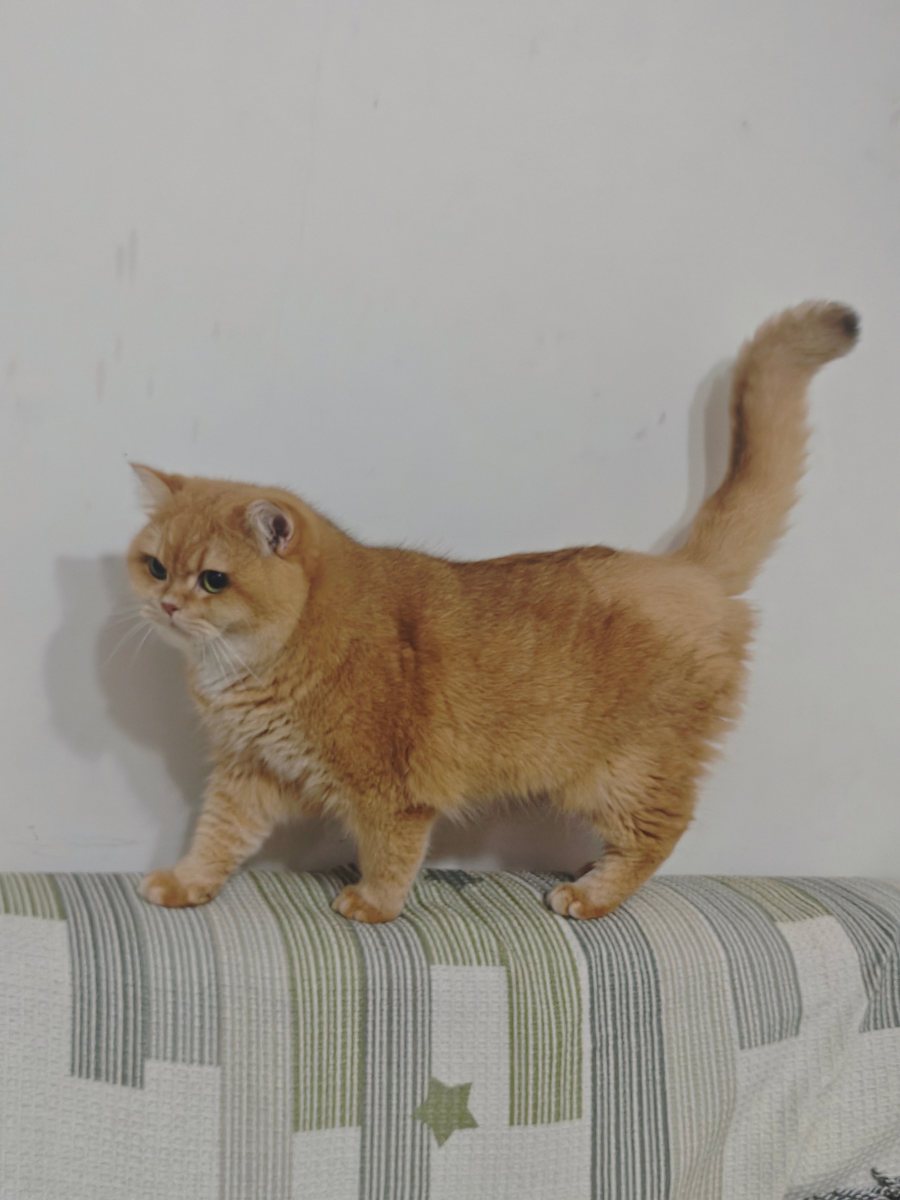 标准小猫咪飞檐走壁站姿标准小猫咪犟种坐姿标准小猫咪大佬趴姿