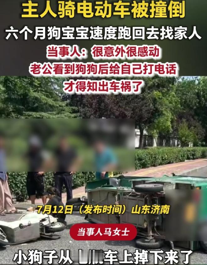 “别人家的狗！”山东济南，女子骑电动车被撞了，没想到，六个月狗宝宝速度跑回家里报