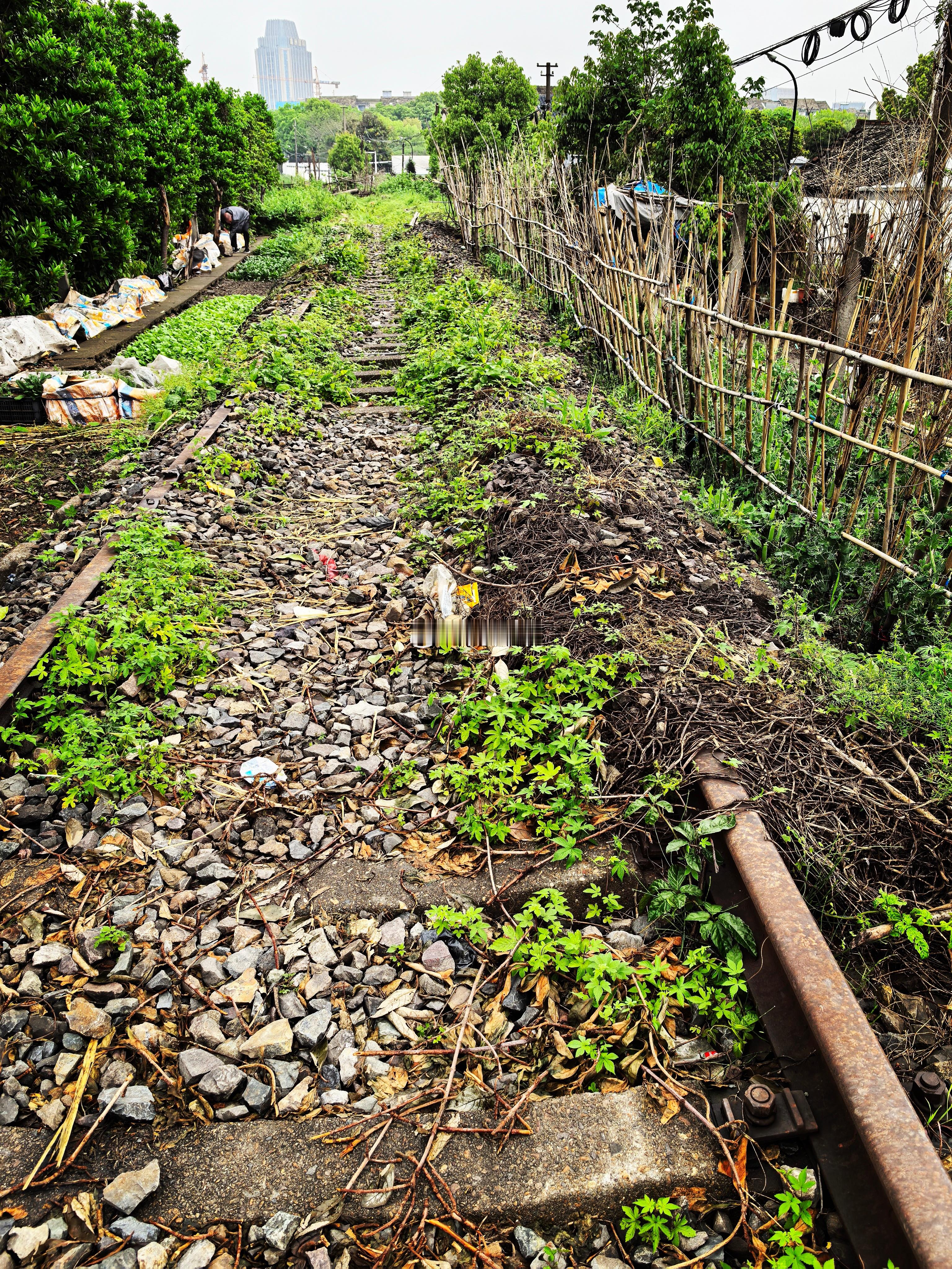 废弃的漓渚铁矿货运铁路。爱种菜的绍兴人，废物利用，在废铁路两旁种满了各种蔬菜。