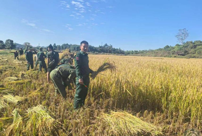 果敢同盟军收割自己种植的水稻！这些土地均从当地居民手中租赁，果敢同盟军部队创