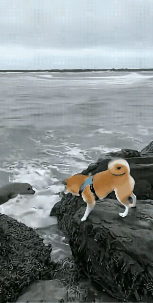 这条狗不是赖皮狗吗？仗着主子在后面，想表现一下，冲着海里的虎鲸狂吠，结果被一口叼