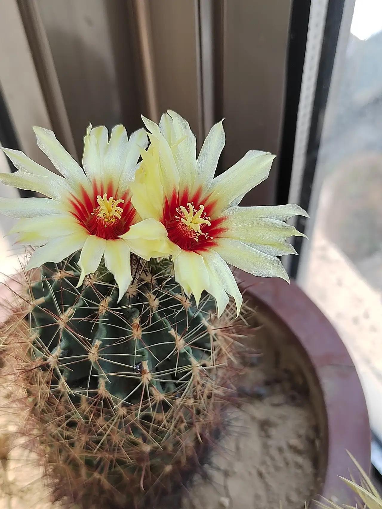 我有个习惯就是每次洗澡前面放出来的凉水我都用来刷马桶​这样马桶天天都刷一