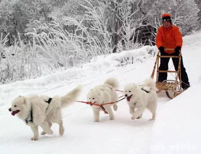 世界犬种介绍之四: 雪橇三傻之二傻—萨摩耶犬