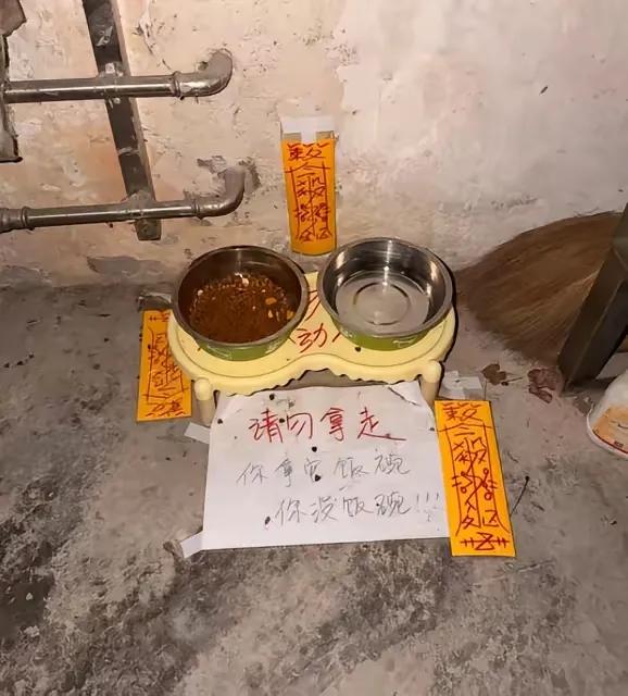 一位老奶奶常年投喂小区的流浪猫，可是经常给猫盛水和猫粮的盆被人拿走，前前后后老奶