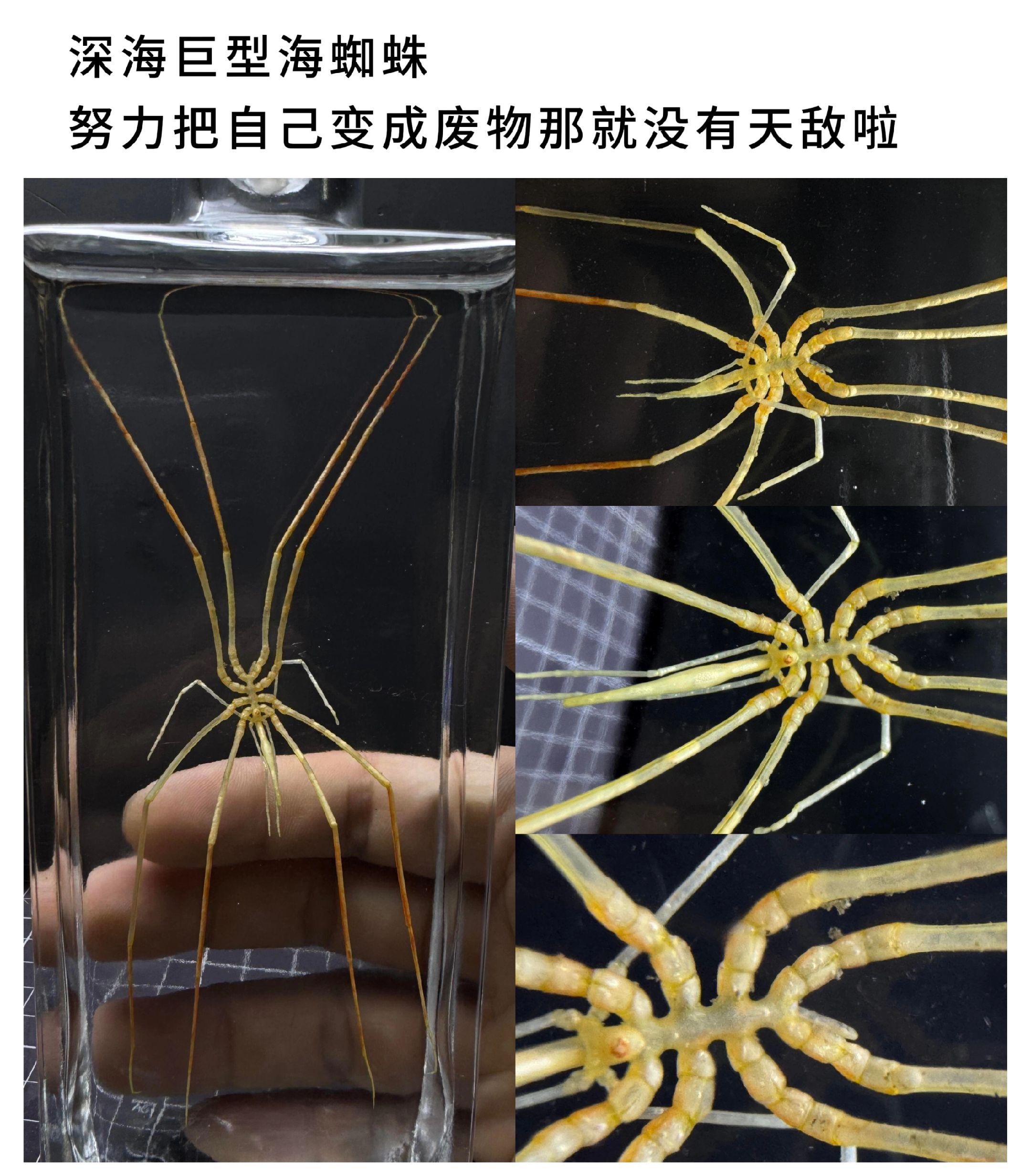 深海巨型海蜘蛛努力把自己变成废物那就没有天敌