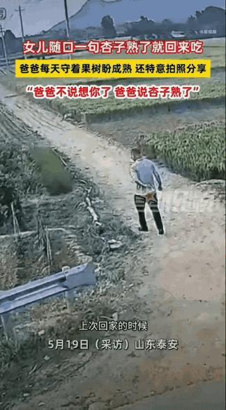 瞬间破防！山东泰安，女生回家时随口和父亲聊起家常，轻轻说了一句：等杏熟了我就回来