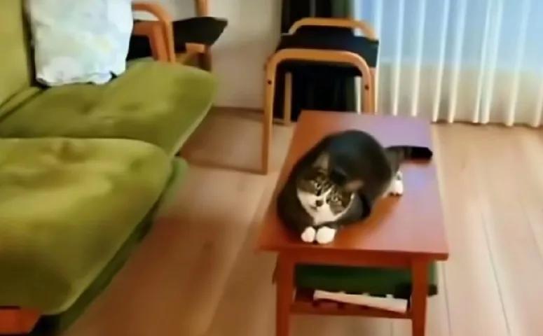 男子出差十几天，回家打开门的时候，发现养了十五年多的猫咪，趴在茶几上眼巴巴的盯着