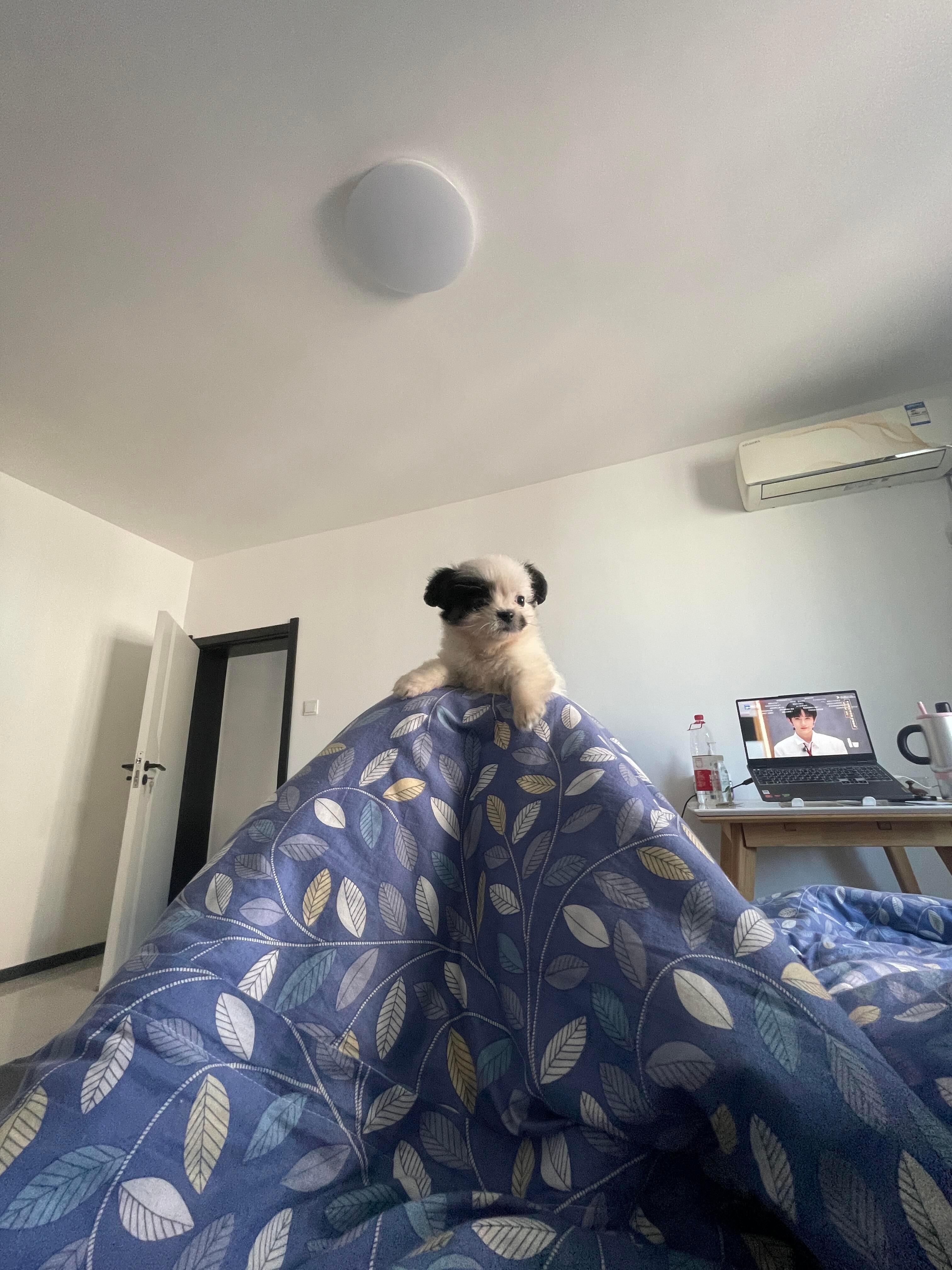 人，拜见小狗大王​​​