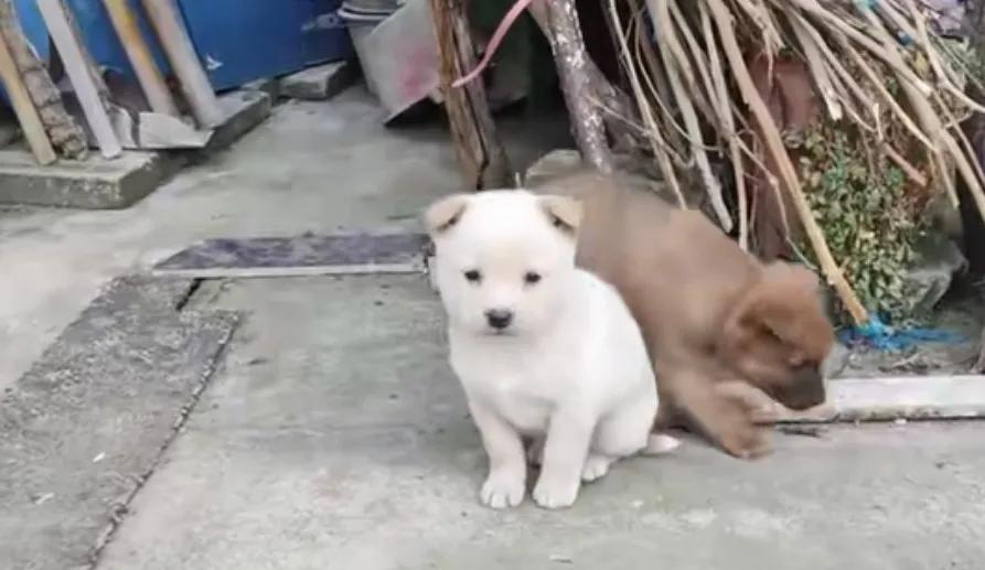 羡慕两只小奶狗，前世可能是夫妻吧，天天在一起形影不离，一个白一个棕，在院子里好奇