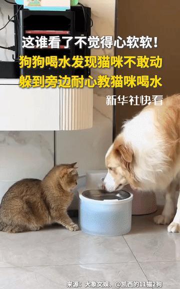 心都被融化了！狗狗喝水时，面前的猫咪被吓得一动不动，狗狗似乎发觉了猫咪的恐惧，下