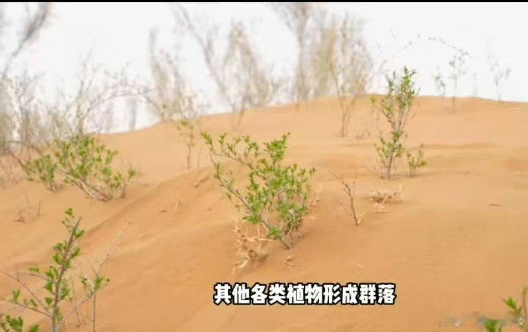 被中国人的沙漠植树奇迹震撼了代代治沙人扎根荒漠，以汗水浇灌绿植，锁住漫天黄沙。大