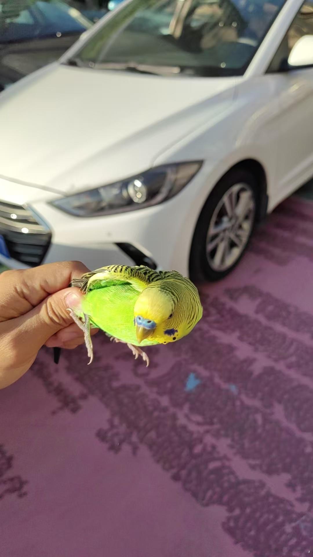 带客户在场地看车，这小家伙飞我脑袋上了，客户都一脸懵逼！[捂脸哭]​​​