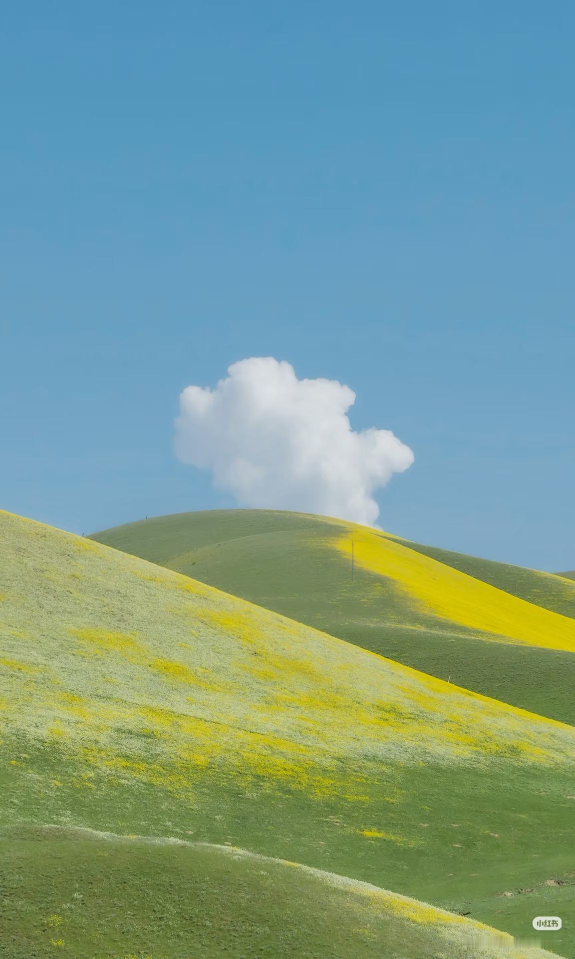 四月的风，吹醒了伊犁的绿。漫山遍野的野花，是春天写给大地的情诗。🌿在伊犁的