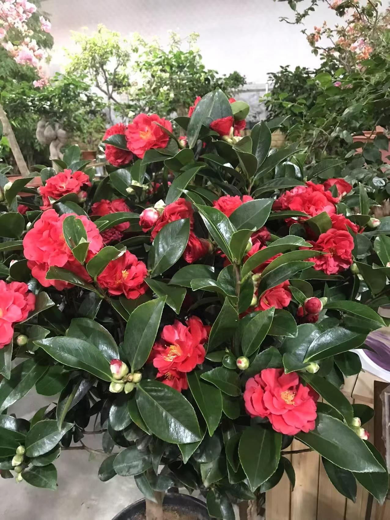 ✍🏻一份情，因为真诚而存在。一颗心，因为珍惜从未走开。古有鸿雁传