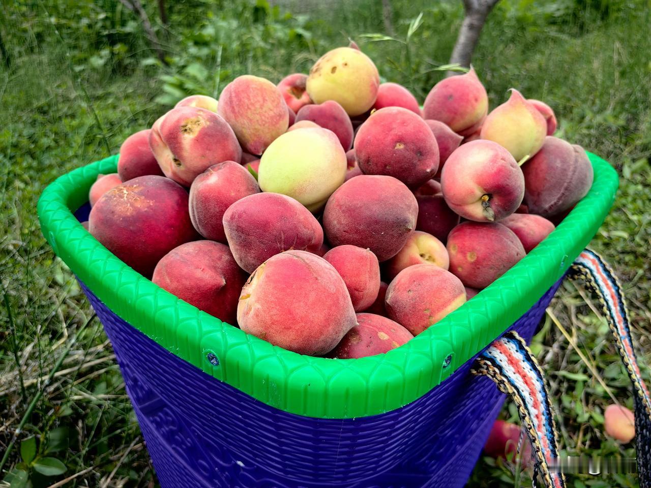中老年人吃水果，应该怎么吃？牢记老祖宗的话，吃对才养生。上了年纪，很多朋友纠