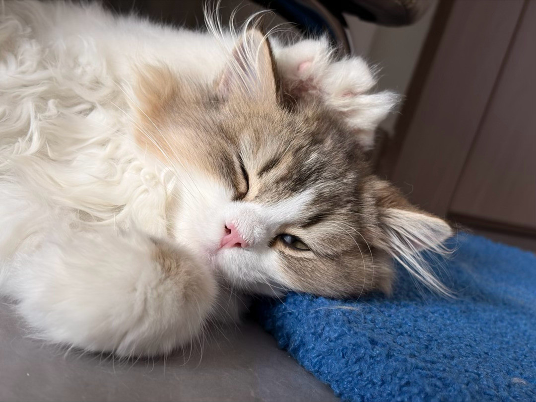 乘之中秋快乐。今年的中秋是和猫猫一起过的。好耶很不怕人，接她的当天就在我怀里呼