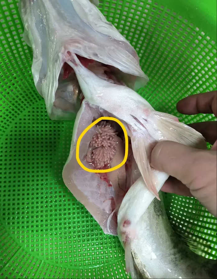 这鱼肚子里是什么东西？能吃吗？