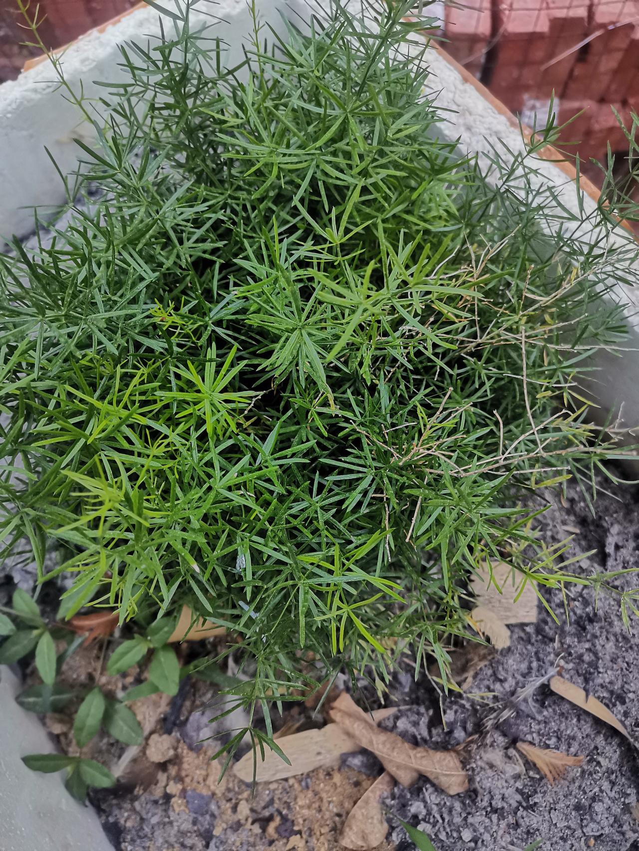 什么是血行，运动散步就是血行，运动散步内风就会灭。比如多吃肉，多吃油腻
