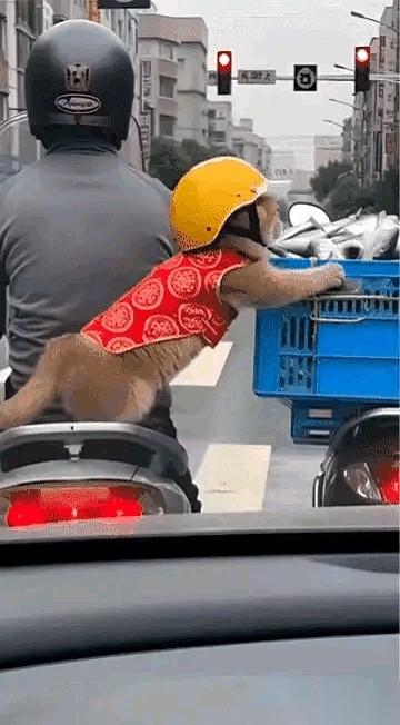 就响了一声喇叭，前面那只猫“噌”地就回过头，冲着我的车头就是一顿嗷嗷叫。红灯，