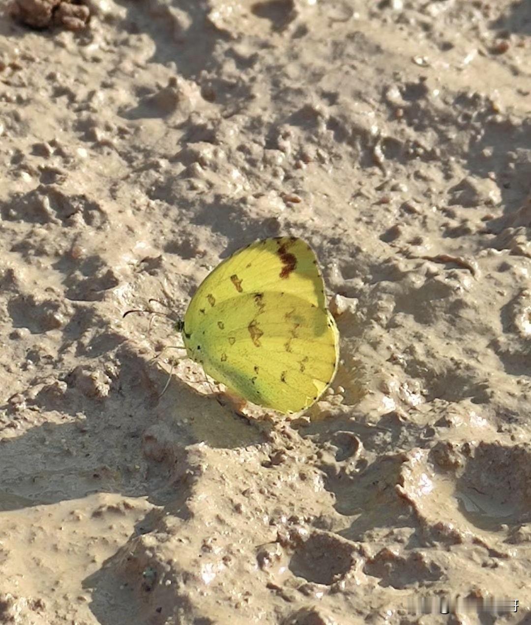 现在越来越难看到这种蝴蝶了，记得小时候漫山遍野都是。