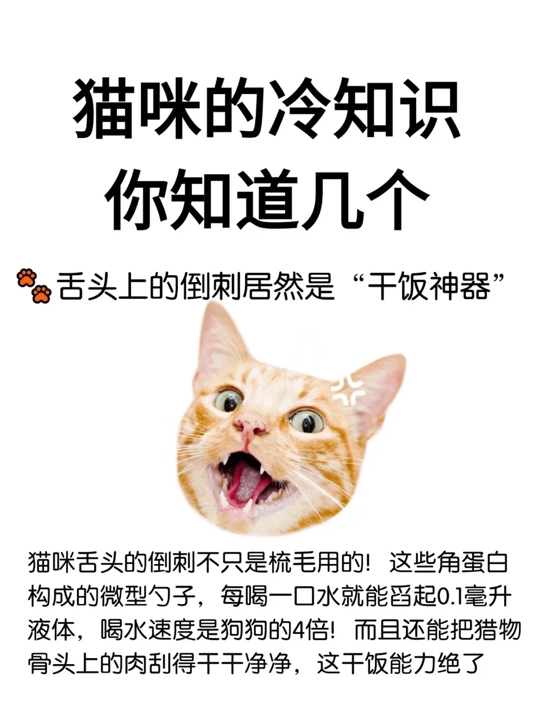 猫咪冷知识你知道几个