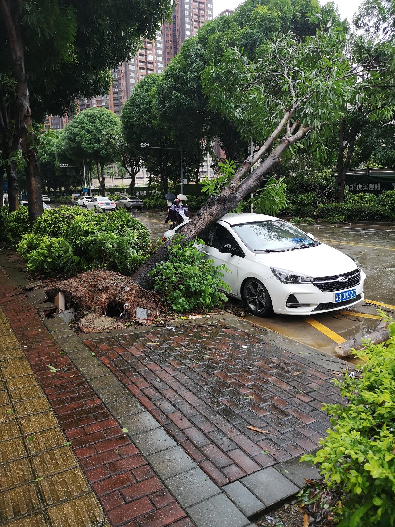 台风“红霞”到访后的大亚湾西区，街道上一片狼藉，树龄几十年的大树连根拔起，路边车