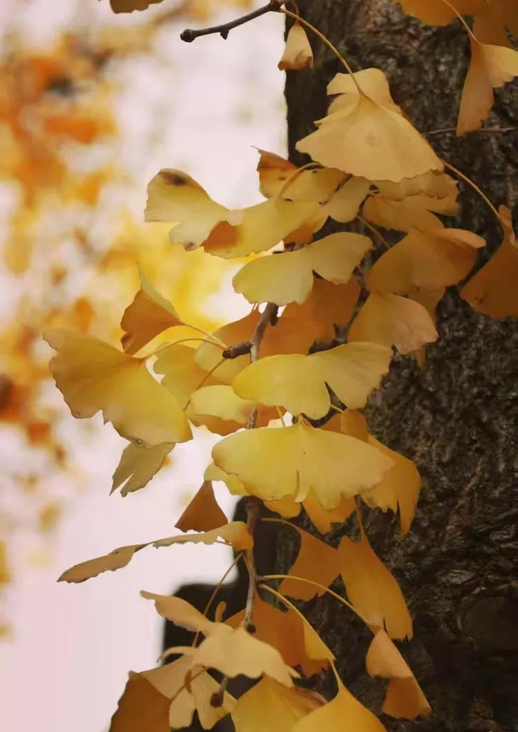 目前大多数男人的婚恋困境有两种：1️⃣找有经济能力的女人。这些经济能力较强的
