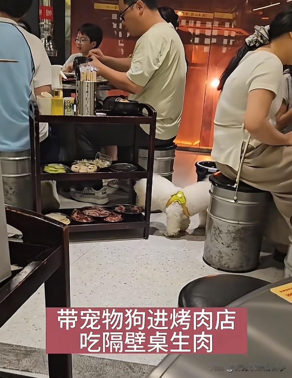 终于理解！为什么不能让宠物进饭店了，据狗主人说，狗是牵绳的，她也很注意，但在