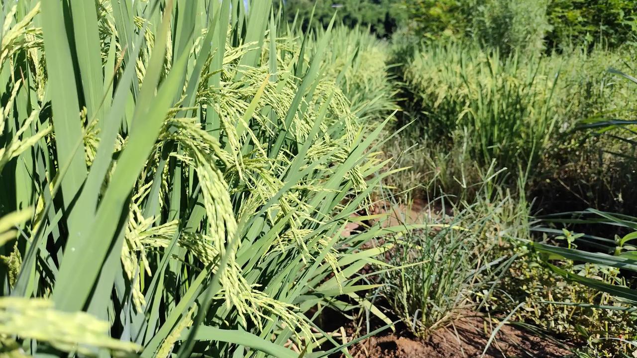 夏日的稻田边空气清新，稻谷长势良好，田埂上的小野花，野草，也是清新可人！田园风光