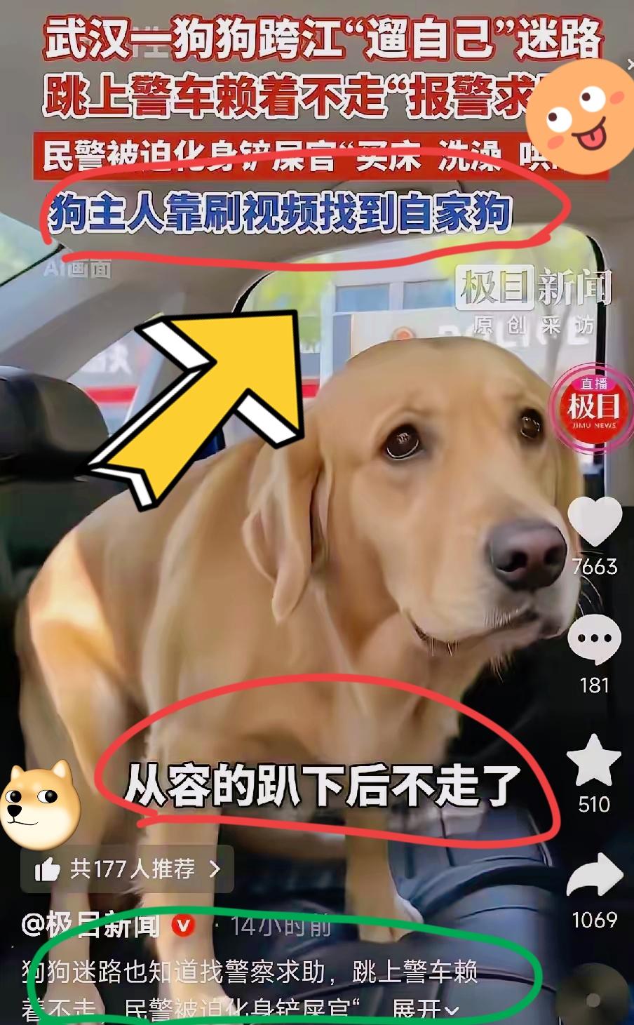 太聪明了！湖北武汉，一只拉布拉多犬独自出门遛弯迷了路，没慌没乱跑，而是看到警车后