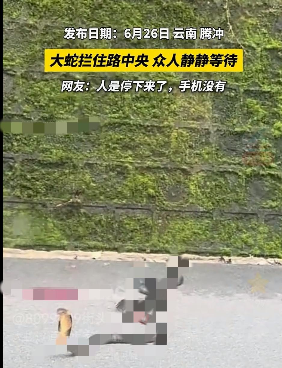 云南腾冲，一男子驾车行驶在路上时，偶遇一条横在车道上的大蛇，引得周围来往车辆惊呼
