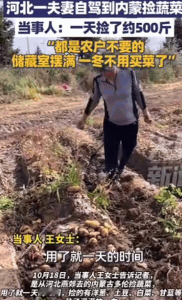 10月18日河北一对夫妻去内蒙古玩，发现路边地里有很多蔬菜、土豆，竟然直接跑地里