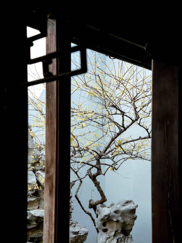 冬日那缕香, 杭州这些地方梅花已悄悄开好了!