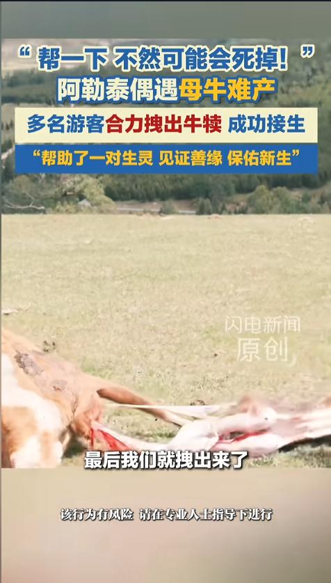 “这一趟没白来！”5月25日，新疆阿勒泰，几名游客在游玩时，偶遇了一头母牛产子，