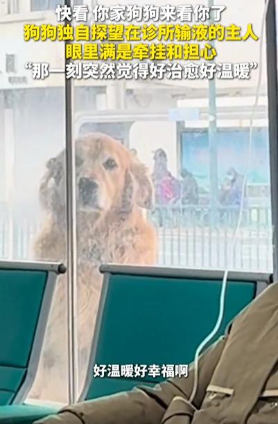 2026年2月江苏，一女子感冒去输液，没想到家里狗狗竟然趁她不在，独自偷偷跑到诊