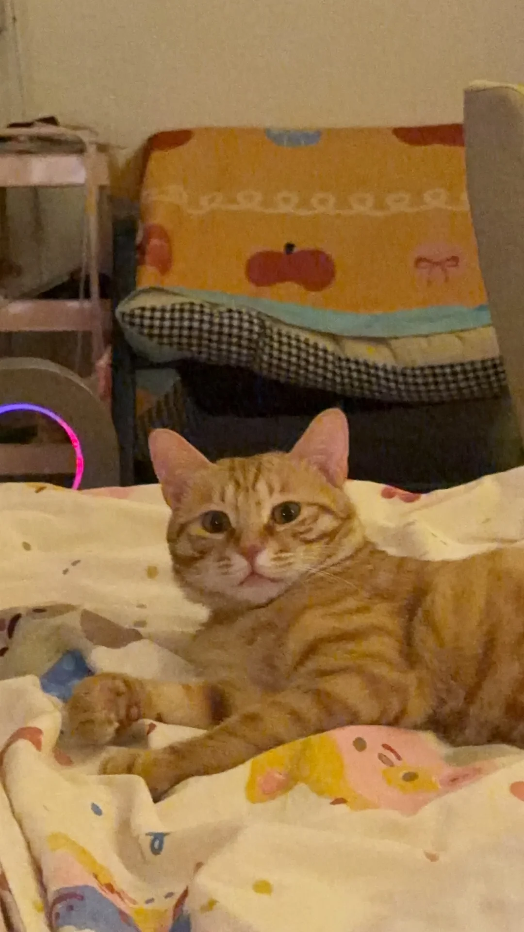转发｜北京一岁小橘猫免费领养